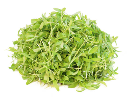 Microgreens Coriander