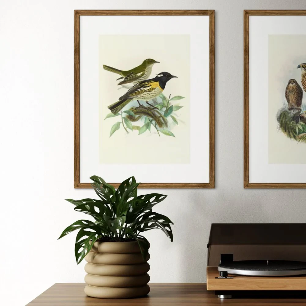 Johannes Keulemans - Print - Stitchbird - Hihi