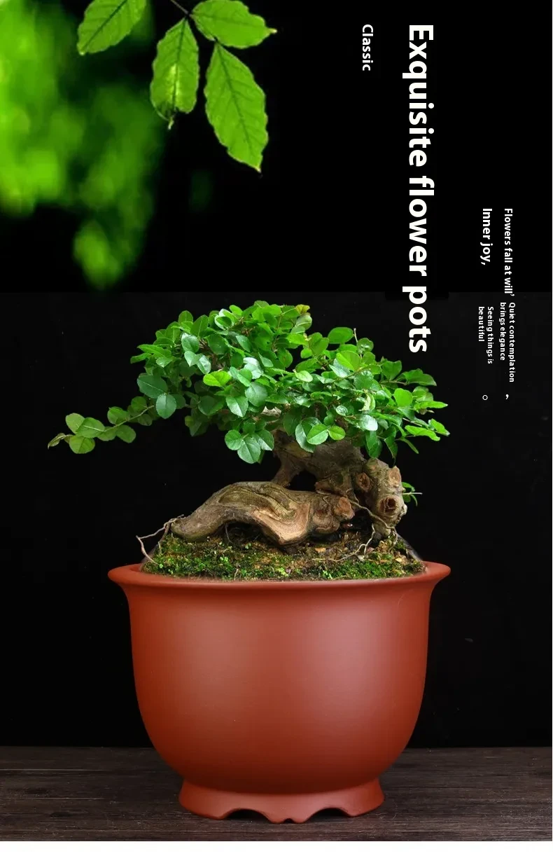 large indoor plant pots