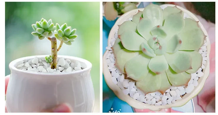 Small White Stones For Garden