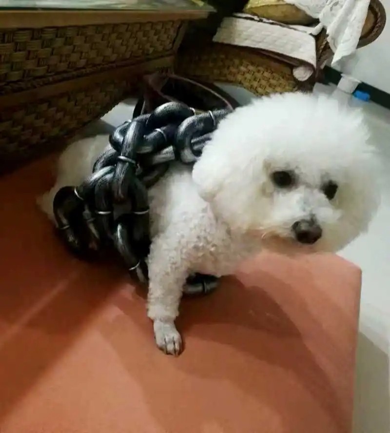 Big Fake Simulated Traction Chain Dog Leach