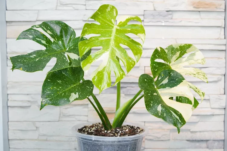 Monstera Thai Constellation - Rare Houseplant