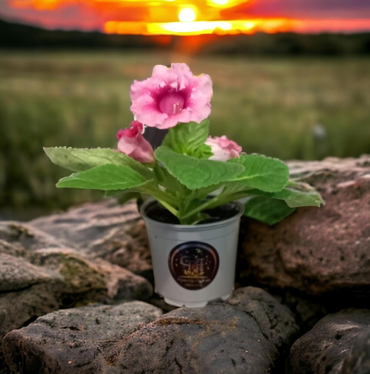 Gloxinia | Plant | How do you care for a Gloxinia?