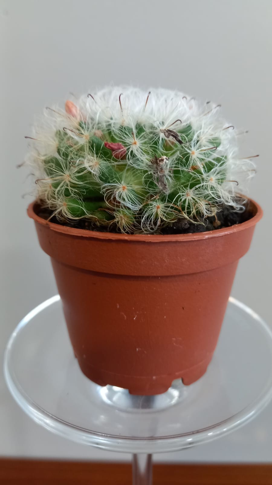 Assorted Cacti