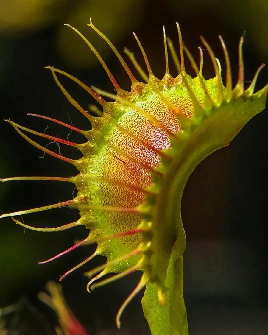 Large Venus Fly Trap