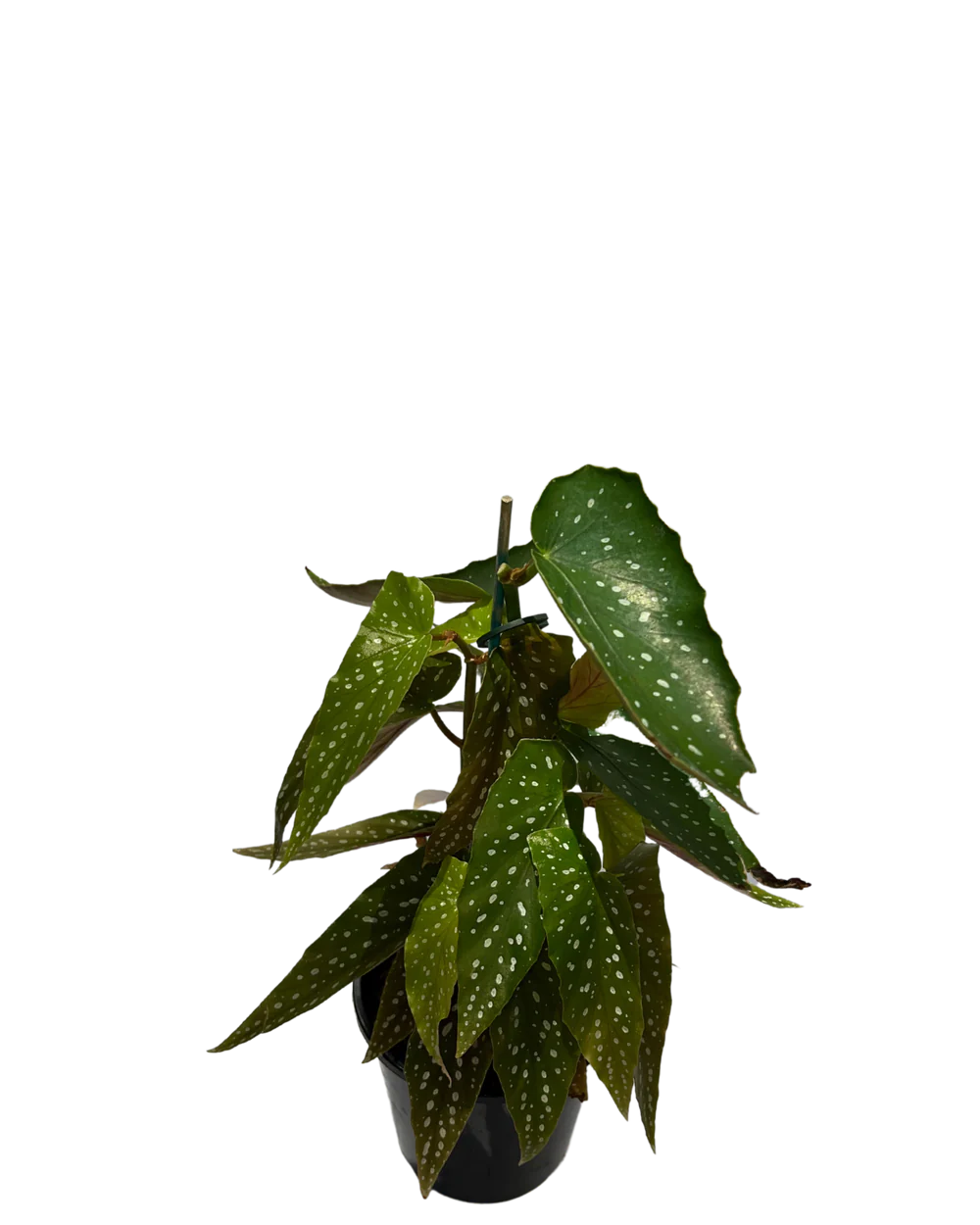 Begonia Maculata | How to Grow and Care for Begonia Maculata