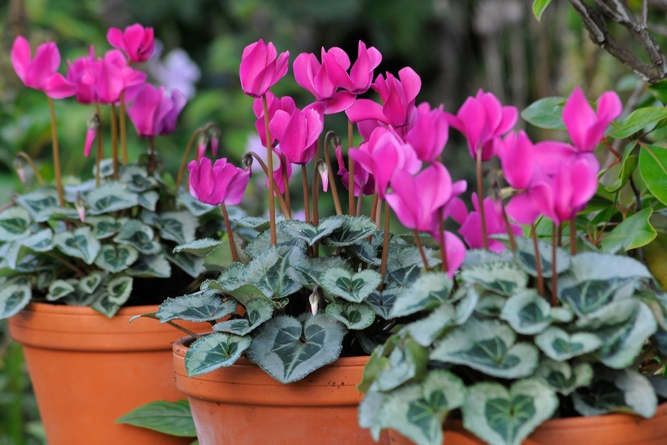 Cyclamen - 12cm