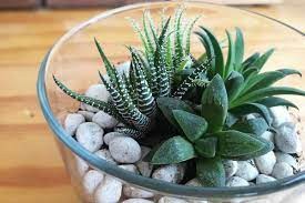 Haworthia Succulents- 10cm
