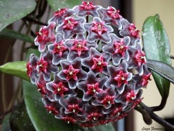 Hoya Pubicalyx  -  Royal Hawaiian Purple