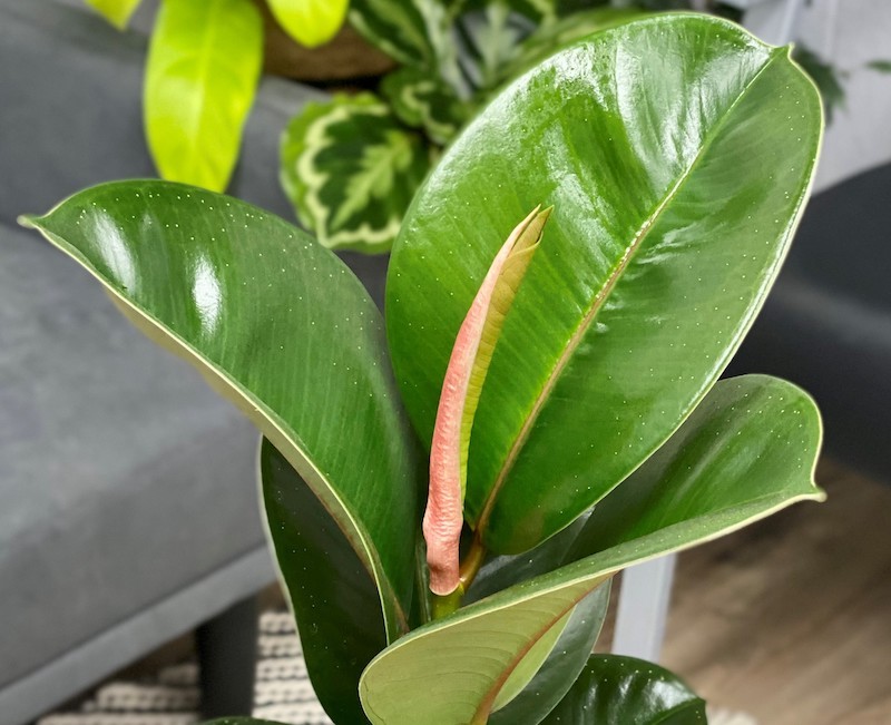 Ficus Cloe