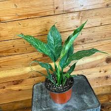 Spathiphyllum Domino