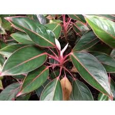 Aglaonema Saphire