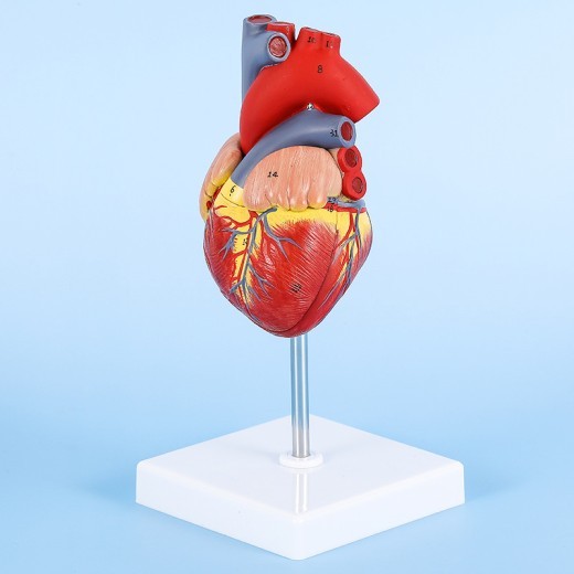 Heart Anatomical Model B Ultrasound Color Doppler Ultrasound Cardiology Organs