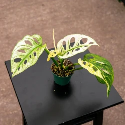 Monstera Adansonii Variegata