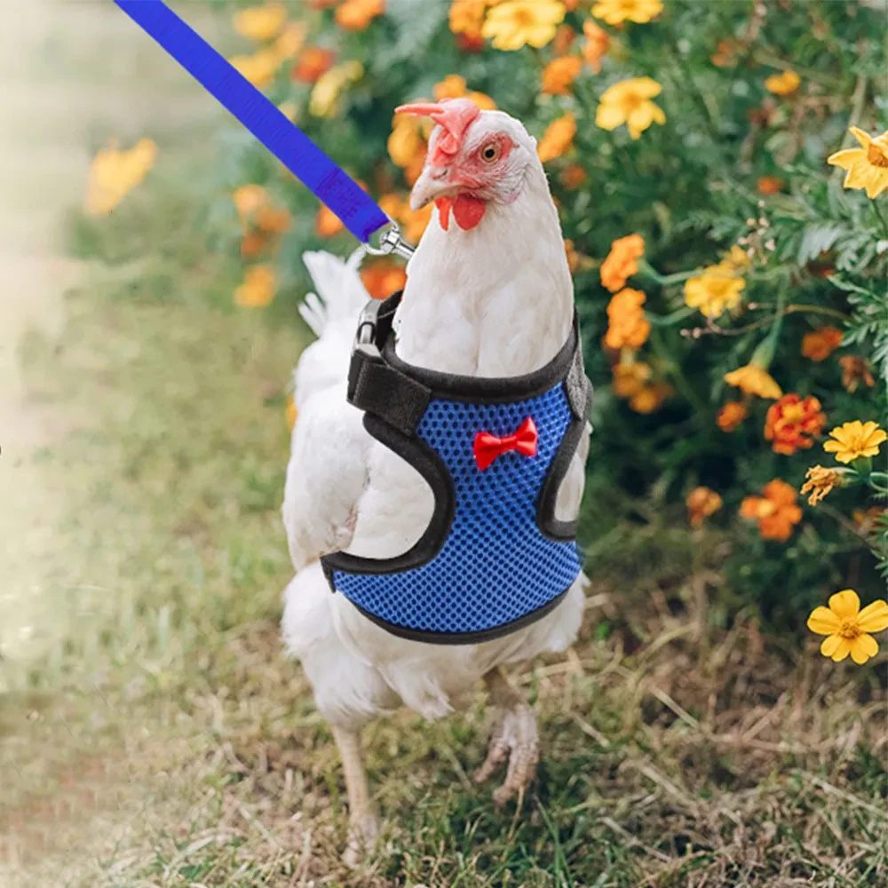 Pet Duck Chicken Poultry Chicken Clothes Chicken Vest Hen Belt Pet Harness Matching Collars Bow Poultry Supplies