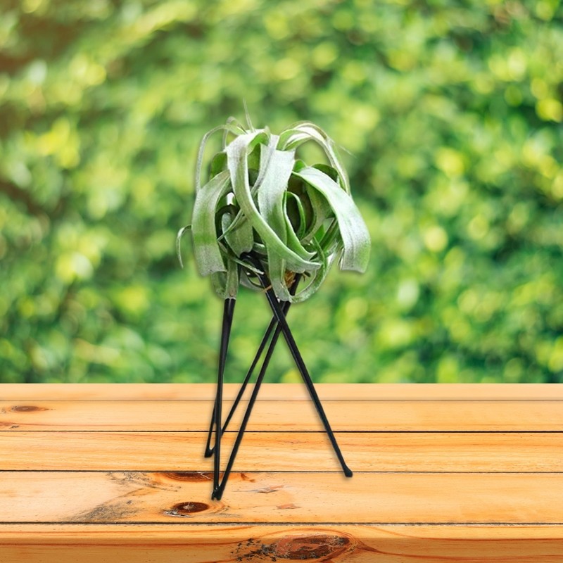 Nordic Style Air Plant Holder Metal Flower Pot Stand, Geometric Iron Tillandsia Holder, Art Display for Home & Garden