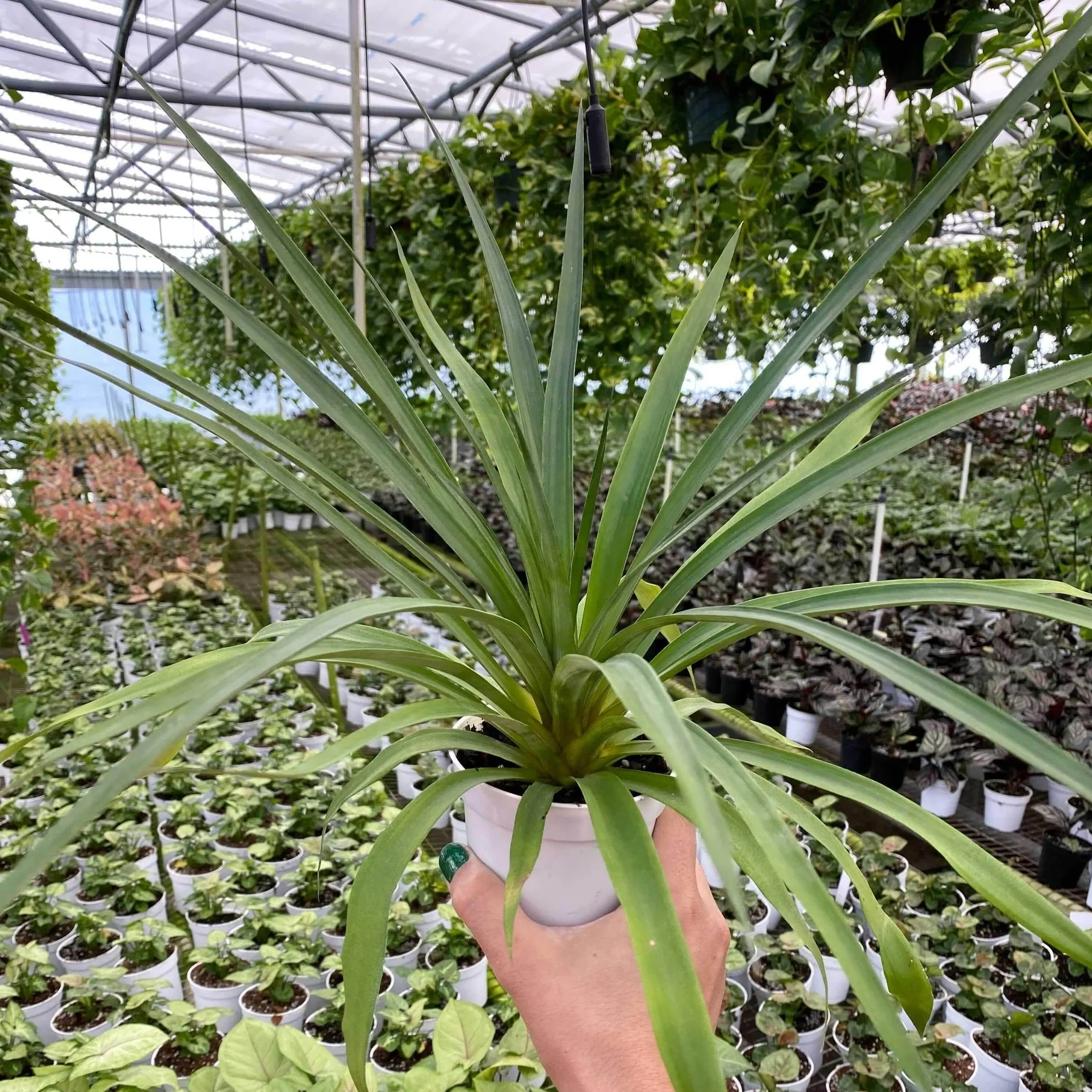 Ananas comosus "Pineapple"