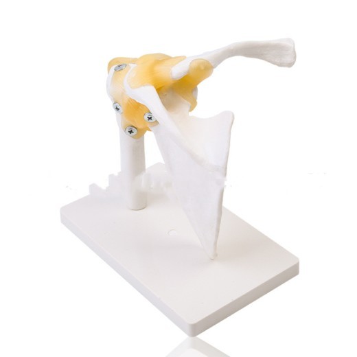 Shoulder Joint Model With Ligament Skeleton Model