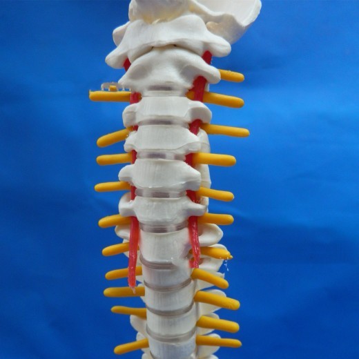 Spine Model Small Spine Model Human Lumbar Spine 40 cm