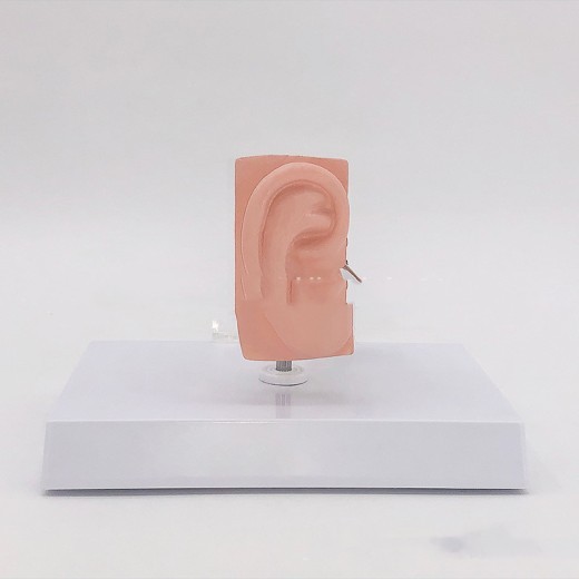 Anatomical Model Of Human Medical Ear