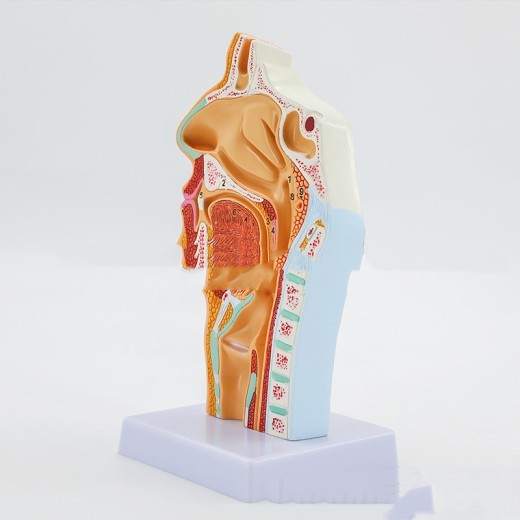 Anatomical Model Of Human Nasal Cavity Oral Cavity Pharynx And Larynx