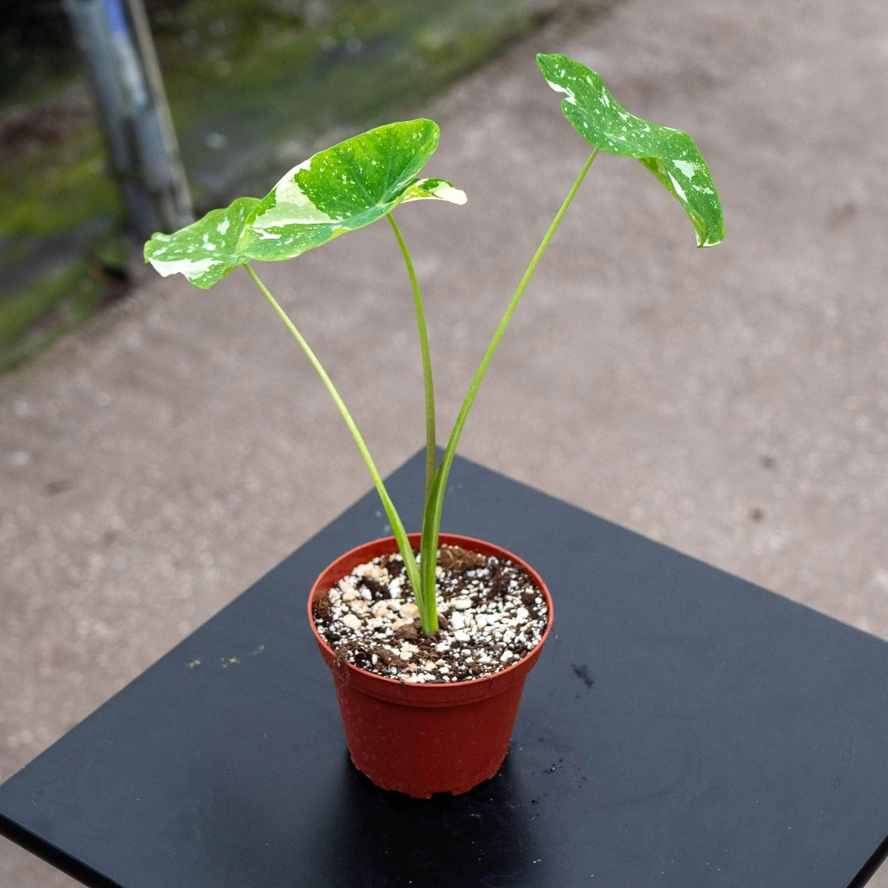 Colocasia esculenta 'Ele Paio'