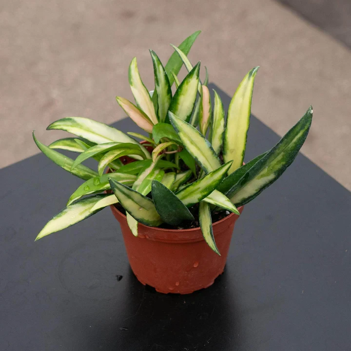 Hoya kentiana 'Tricolor'