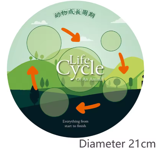 Simulation Life Cycle Animals Model Montessori Toy Children Insect Plant Growth Cycle Biology Science Open-Ended Educational Toy