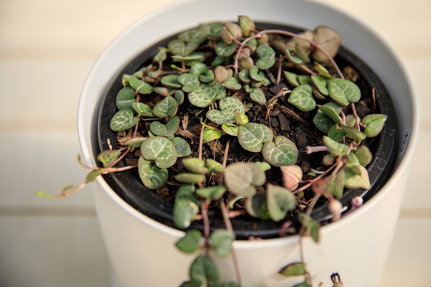 Ceropegia woodii "Chain of Hearts"