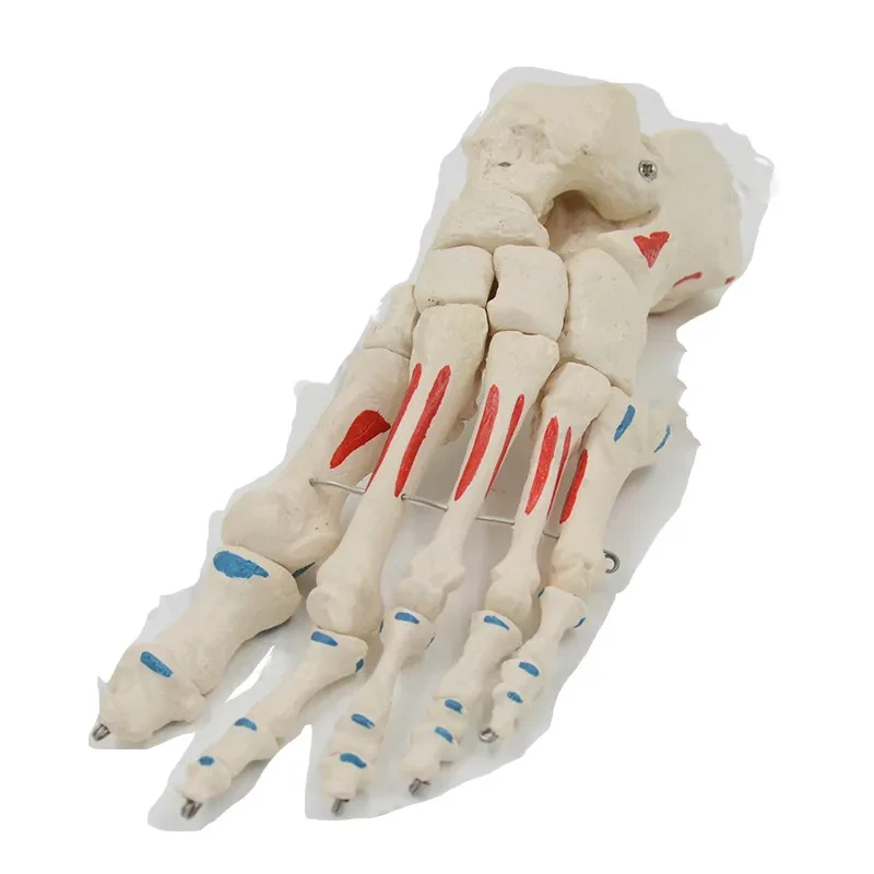 Human Foot Bone Foot Bone Model Simulation Toe Joint Bones