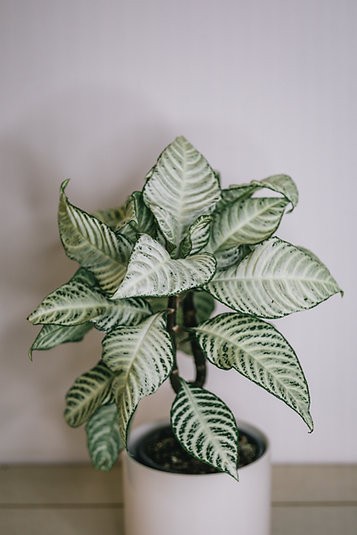 Aphelandra "Snowflake" - zebra plant
