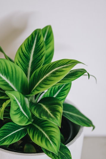 Spathiphyllum "White Stripe" Peace Lily