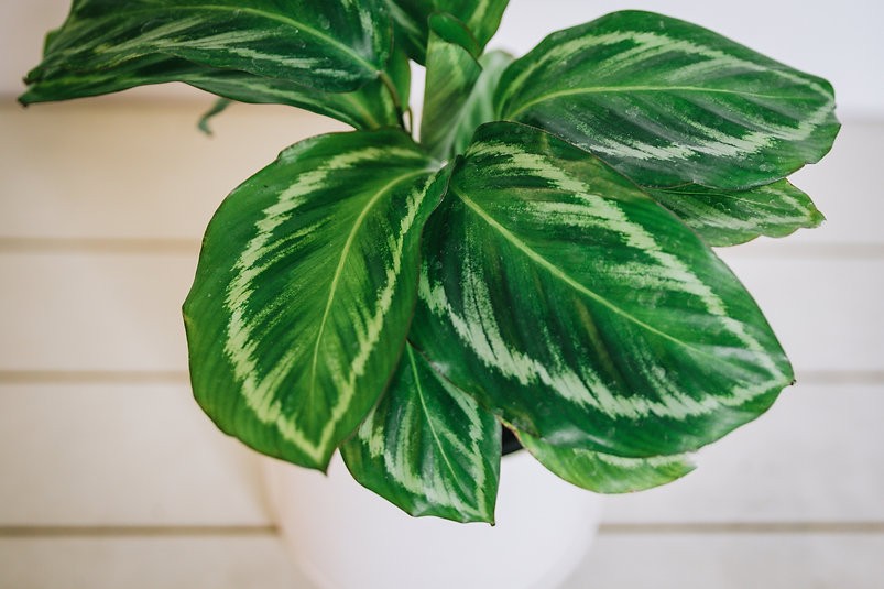 Calathea "Undulata Bicajoux"