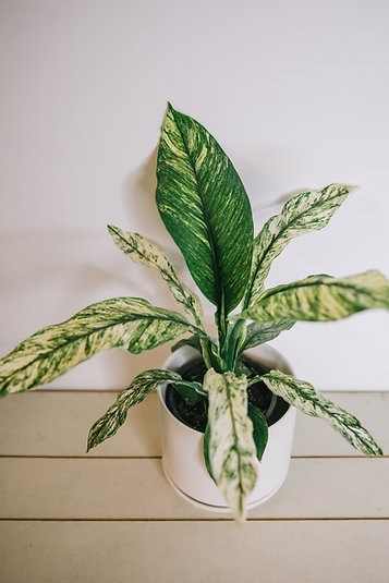Variegated Peace Lily - Spathiphyllum "Sensation"