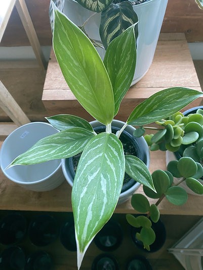 Aglaonema White Stem Beauty