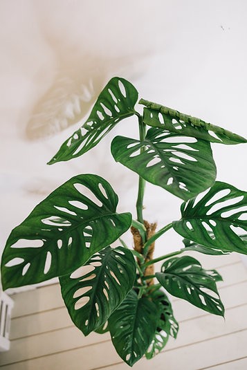 Monstera monkey mask