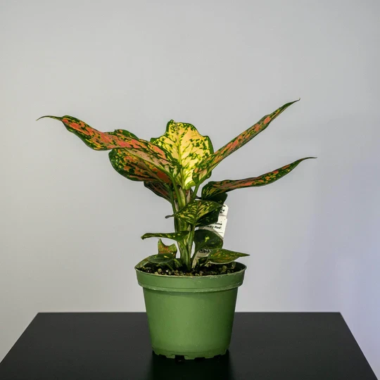 Aglaonema 'Lucky Red'