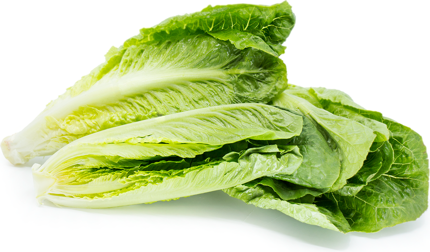 LETTUCE COS HEAD ROMAINE (EACH) - [PRODUCE]