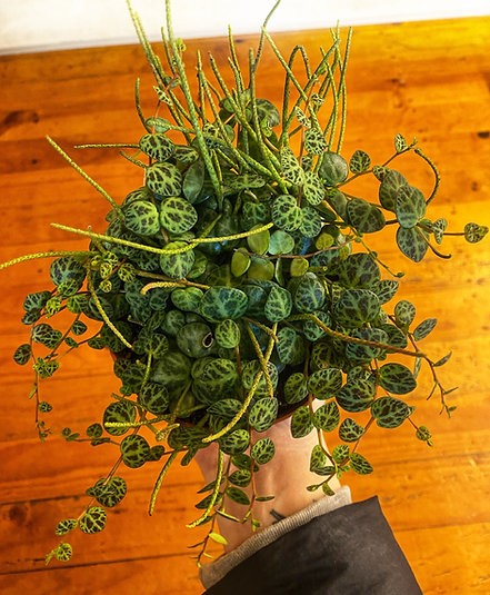 Peperomia prostrata "String of Turtles"