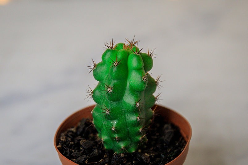 Trichocereus pachanoi monstrose