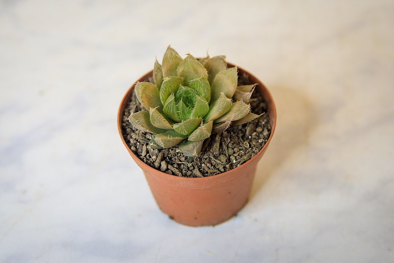 Haworthia cooperi baker