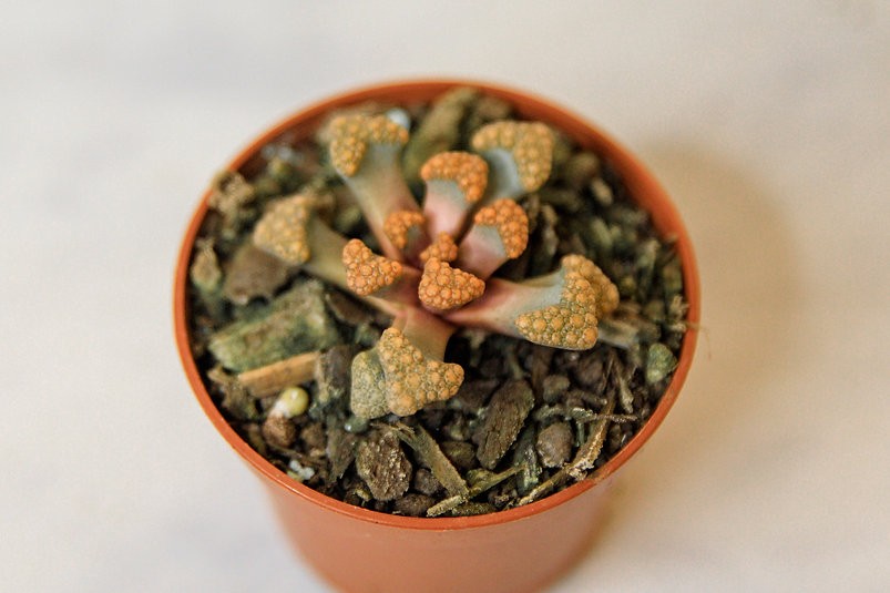 Titanopsis hugo-schlechteri "Jewel Plant"