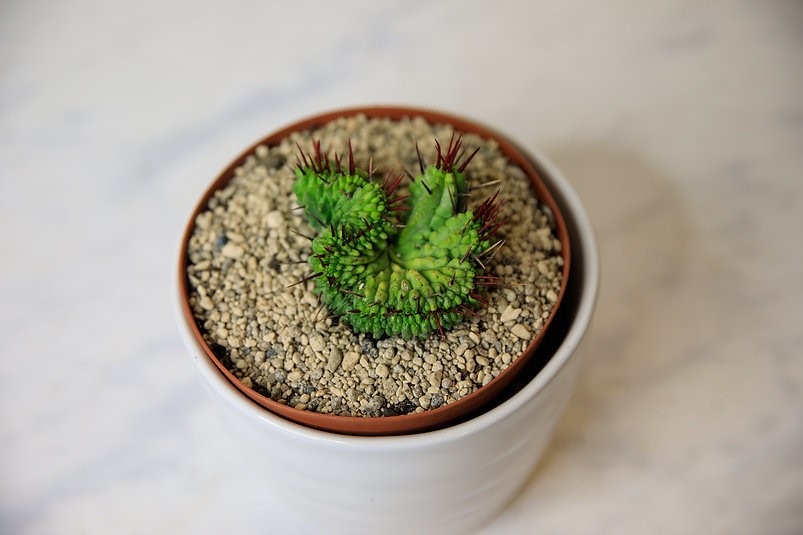 Euphorbia enopla crest cactus