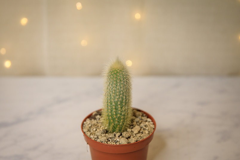 Golden rat tail cactus