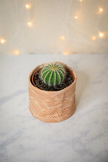 Ball Cactus - Parodia magnifica