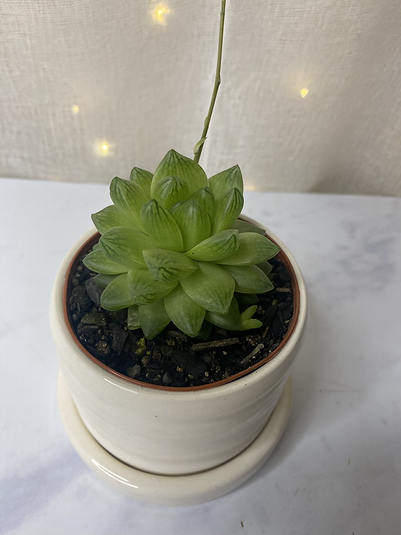 Haworthia cymbiformis