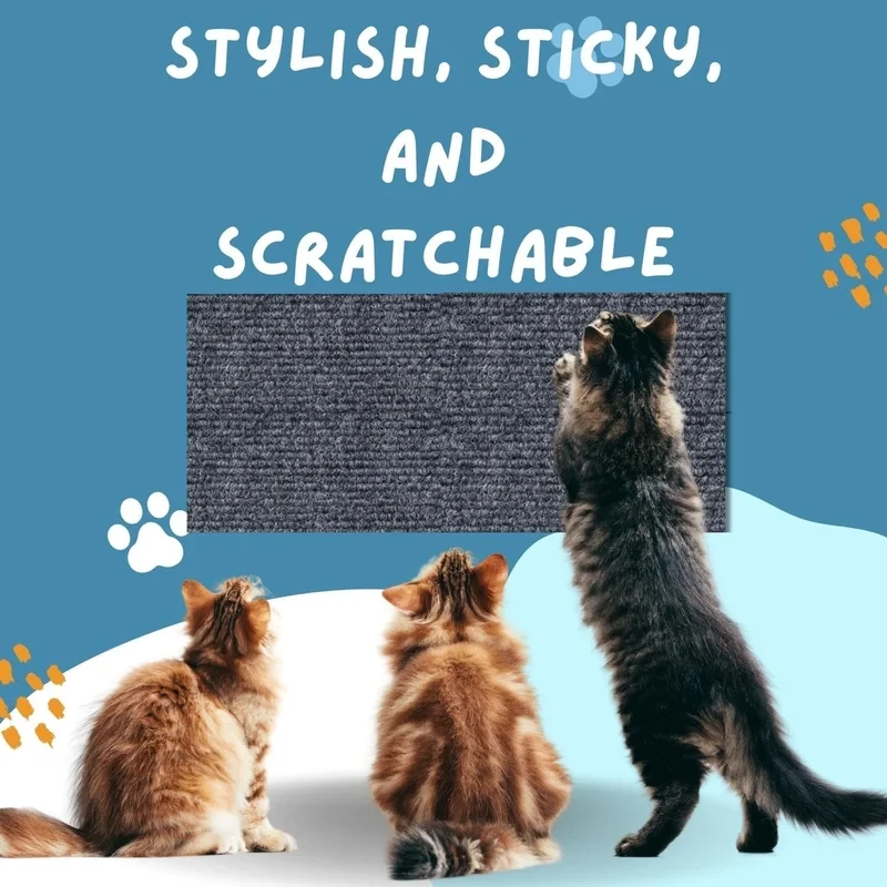 Asisumption -Cat Scratching