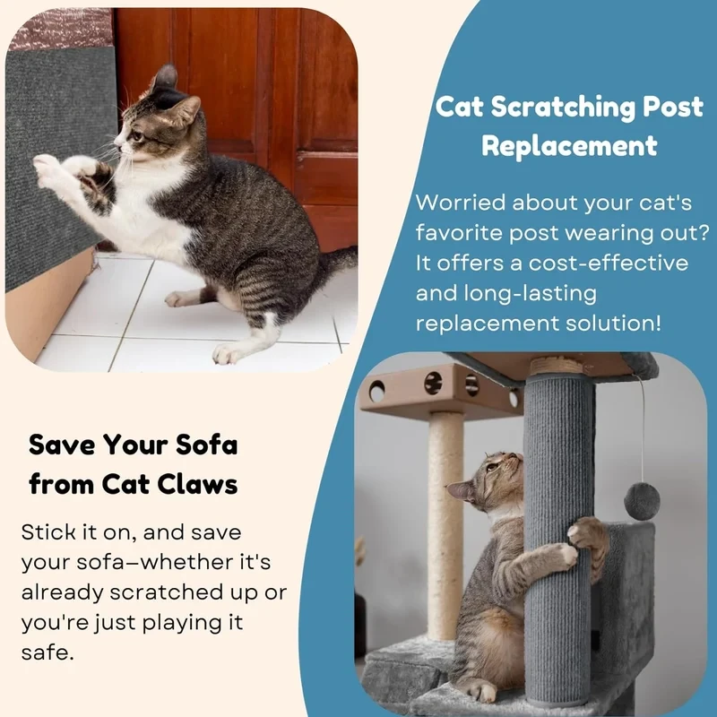 Asisumption -Cat Scratching