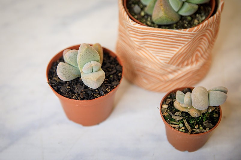 Dinteranthus "living stone" succulent