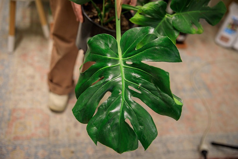 Mutant Monstera "crumpliosa"